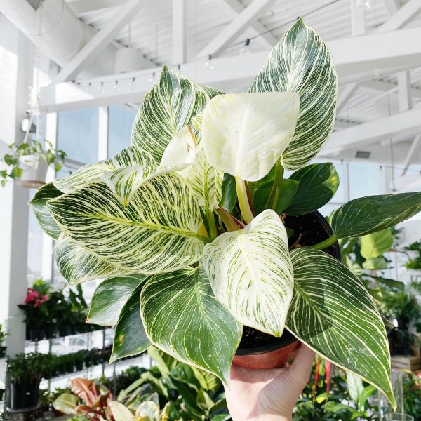 Освітлення