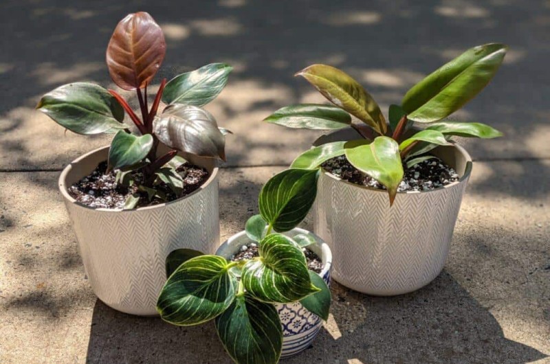 Посадка та пересадка