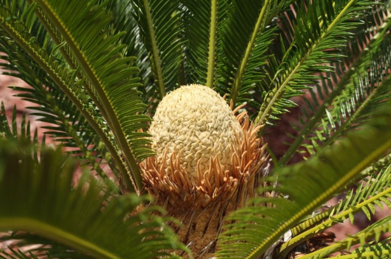 Основні характеристики Cycas revoluta